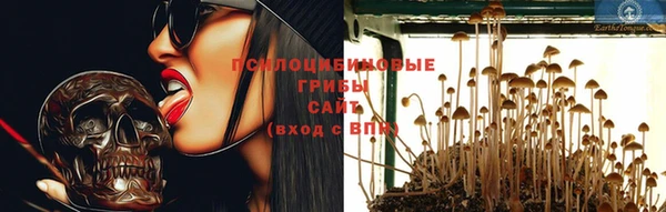 стаф Аркадак
